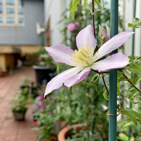 虫子的“百草园”