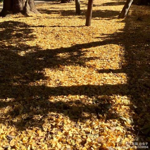 时间是用来浪费的：新宿御苑