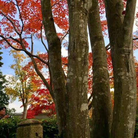 时间是用来浪费的：昭和纪念公园