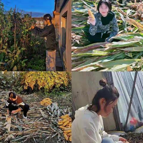 🍂走进田间，收获秋天—2103班“秋收乐•秋之韵”劳动实践活动
