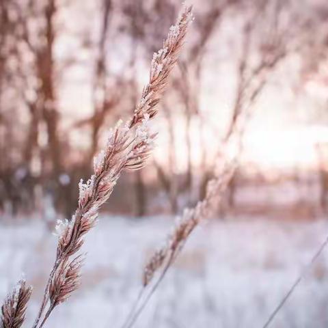 传统节气—小雪