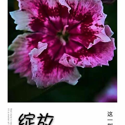 透过手机赏四季花蕾