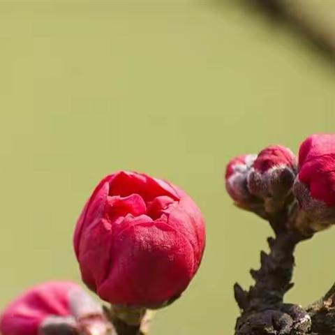 享受努力，享受收获 Enjoy hard work, harvest beautiful——六年级英语寒假作业情况纪实
