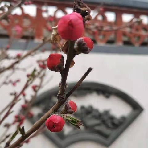 教研之花     迎春绽放———记林州市市直第八小学教研活动