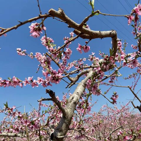 今天上午去蒙阴看桃花、观海棠，参观公鼐酒业公司。