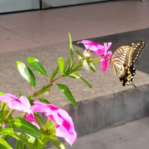 花儿引得蝴蝶来