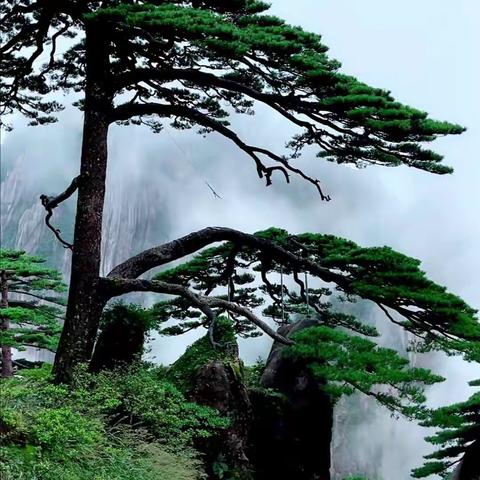 每年的七八月是黄山云海最美醉人的季节！愿这些图片能给大家的生活中分享一些乐趣！！