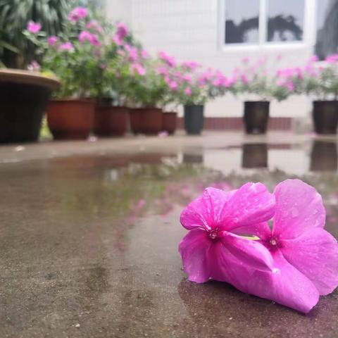 20210821雨后
