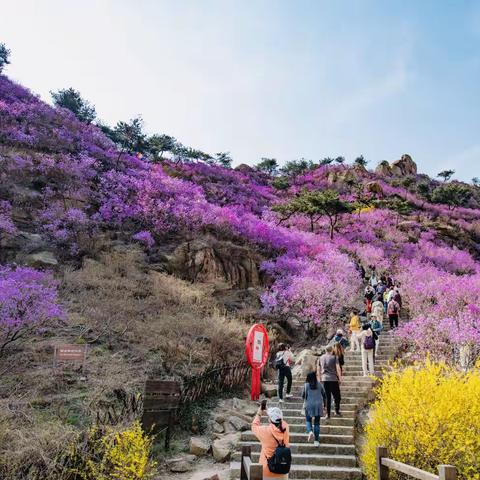 春来飞红大珠山