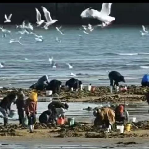 远望赶海