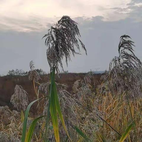 蒹霞苍苍 防疫正忙