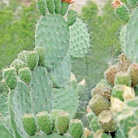借我一个雨季     暖了整个昆明———伊宁市第二中学线上教学《昆明的雨》八年级5班学生特色作业