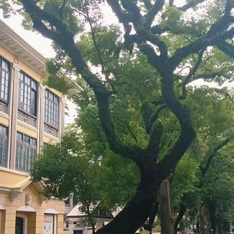 认识沙面古树，历史留在心中