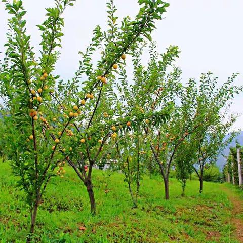 通沟村水果采摘园水果熟了!
