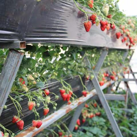 通沟“嘉兴园水果采摘基地”草莓成熟啦~~邀您共度“莓”好时光
