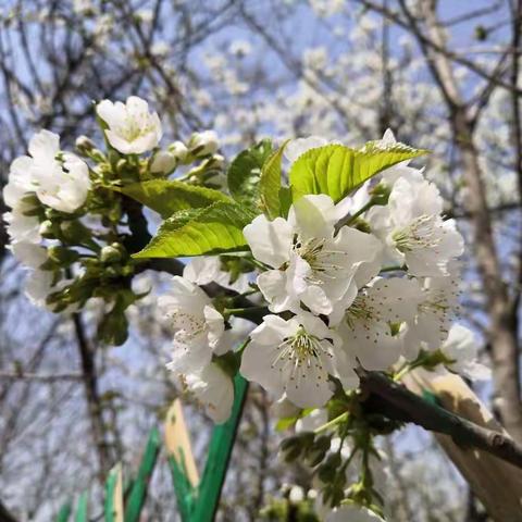 春天的校园——竹峪镇东寨小学