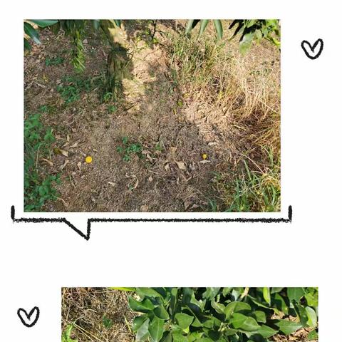 不吃读书的苦，就吃生活的苦……今天带孩子们感受生活去地里帮奶奶捡从树上掉落的柑子宝宝🍊