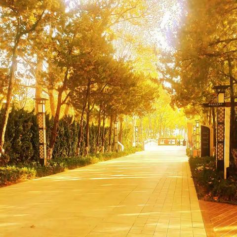 原创.《徜徉在金色秋天里》