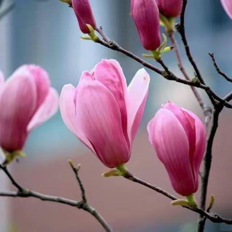 七绝.《玉兰花放艳春来》.诗七首