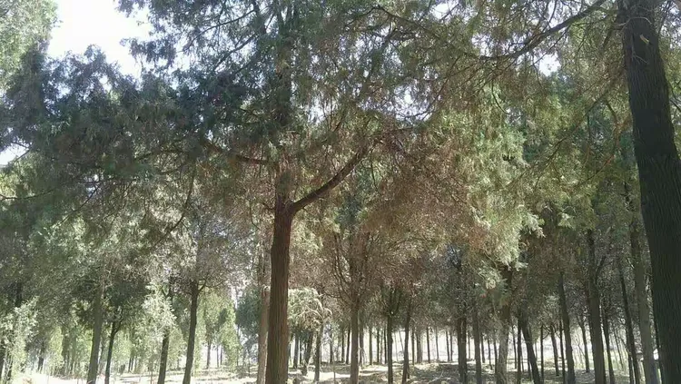 柏树林,绿树映蓝天,参天耸立,笔直的树干,塔型的树身。