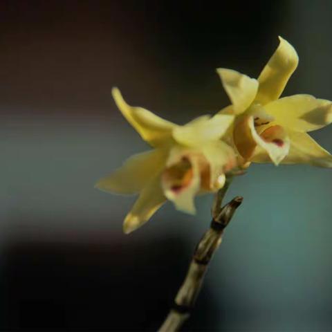 石斛花开