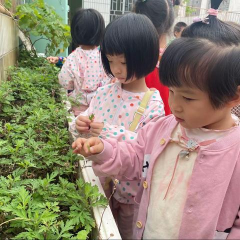 小四班摘艾草，制作艾草香囊