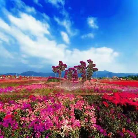 春节里的风景