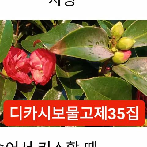 생태문예디카시보물고 제35집 6월분