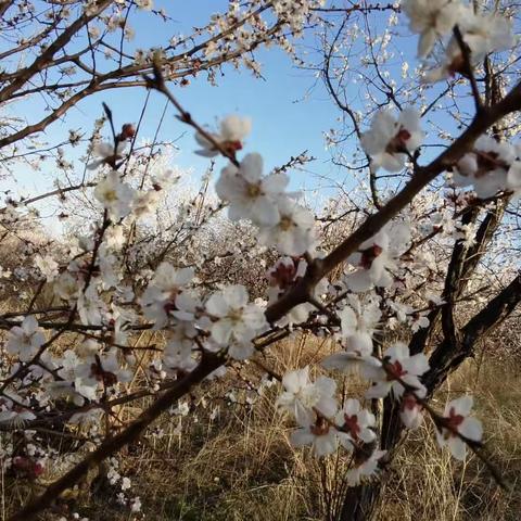 刹那芳华尽，弹指红颜老。春色撩人，春又短。