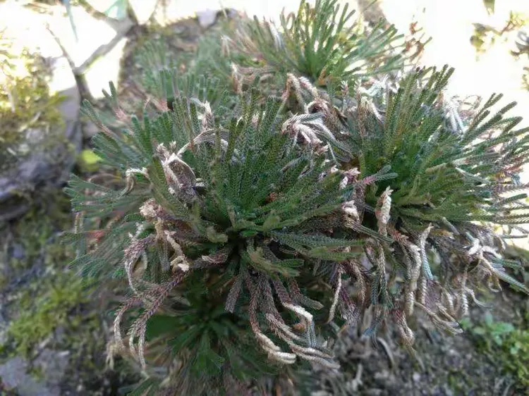 卷柏又叫九死还魂草