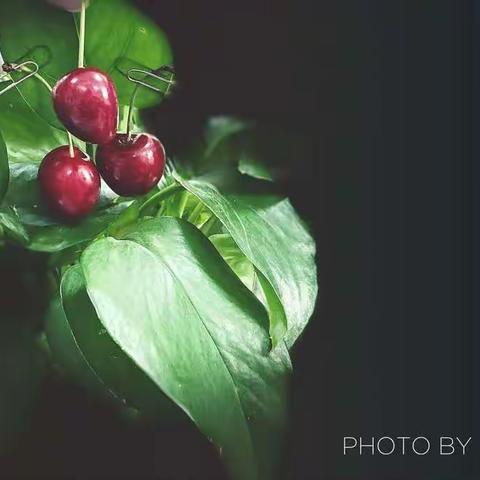 生活明朗，万物可爱