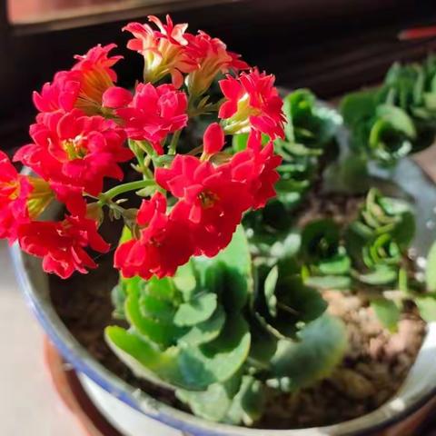 一抹暖心“志愿红”