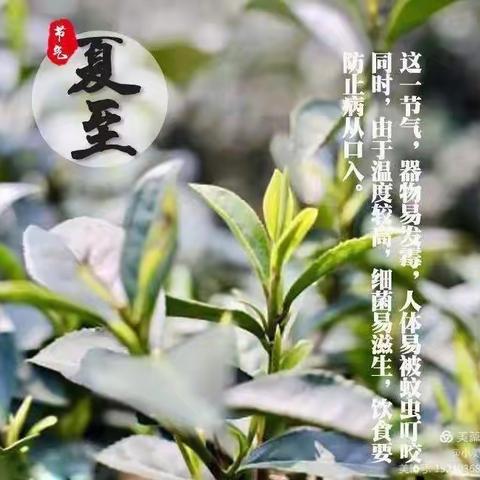 睿恩幼儿园中五班“夏至”主题活动