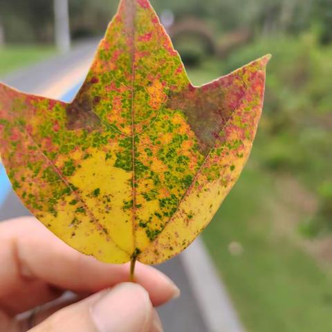 感恩的生活301～秋中的小确幸