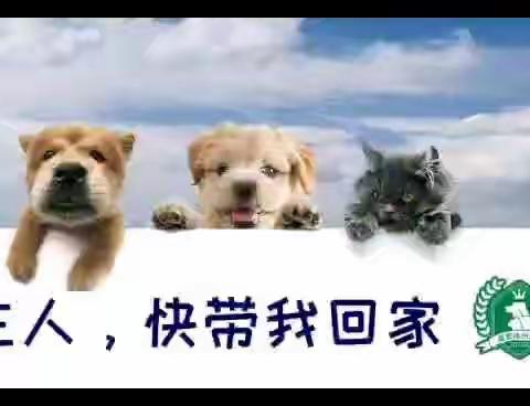 萌宠绿洲流浪狗基地网络选秀现场，快来带爱回家吧！