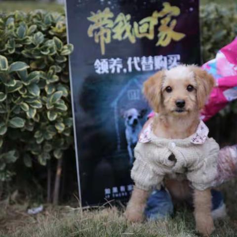 南阳萌宠绿洲流浪狗基地第四次萌宠免费领养活动通知