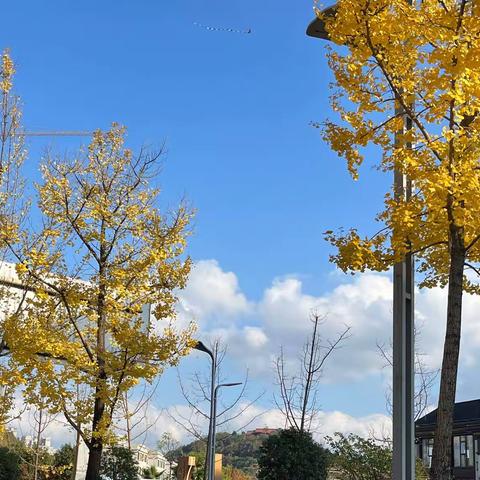 美在深秋 “疫”往无前