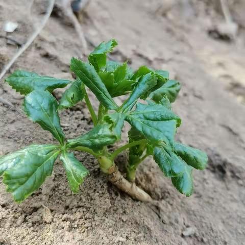 又到了吃野菜的季节了