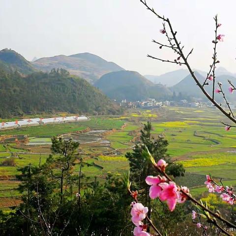 桃花遇上油菜花