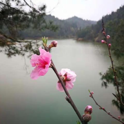 🌸百臻桃花开花时报🌸