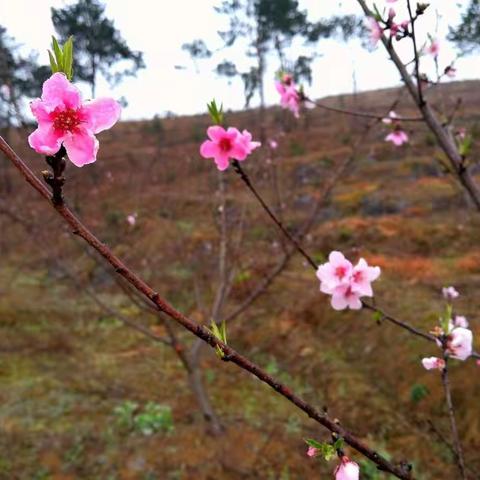 🌸百臻的桃花盛开了，油菜花绽放了，春天的百臻将以臻美的姿态喜迎八方来客。🌸