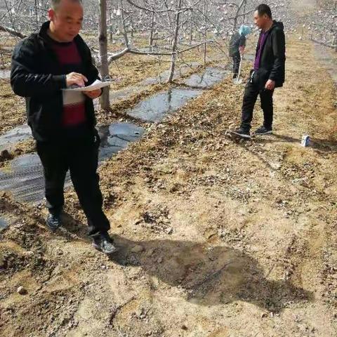 西湾村春季果园覆膜果农有序进行中
