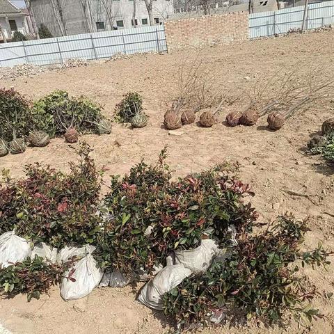 绿化美化校园，我们在行动一潮庄镇中心小学