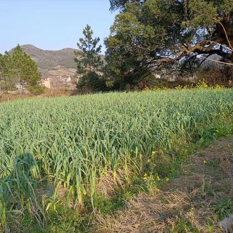 在大蒜之乡挖藠头