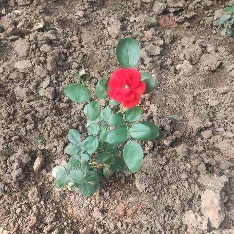 美丽西辛之绿化篇