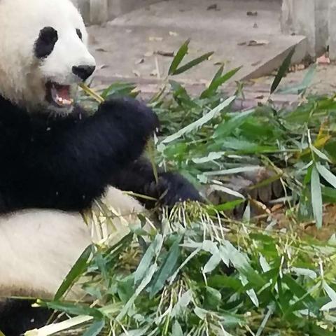 成都、重庆之旅！