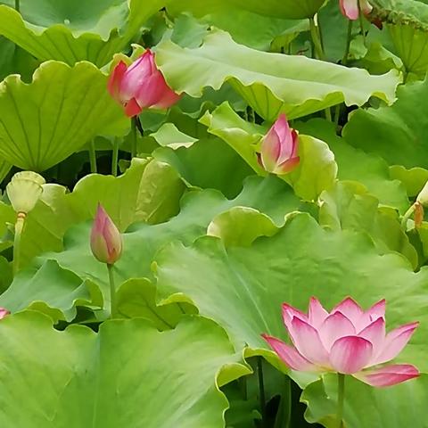 荷花醉美六月天，走进我家后花园一一盛夏游东湖