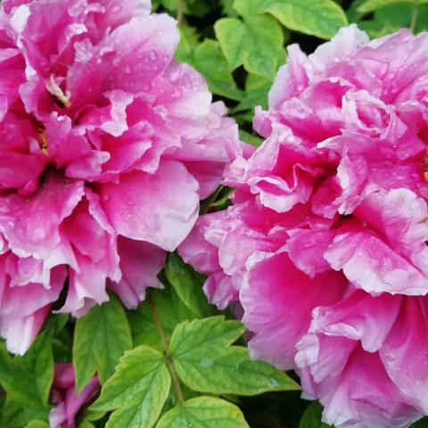 人间四月芳菲尽   洛阳牡丹花满城