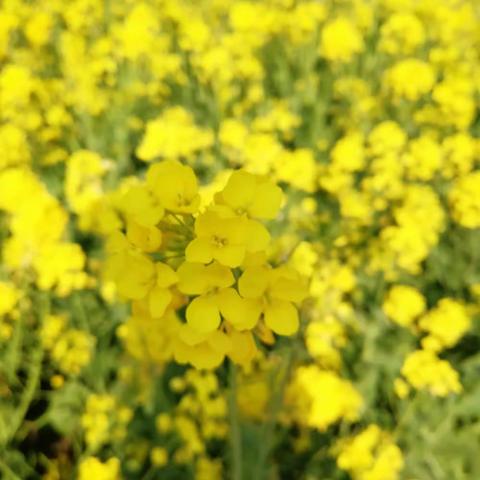 人间最美四月天