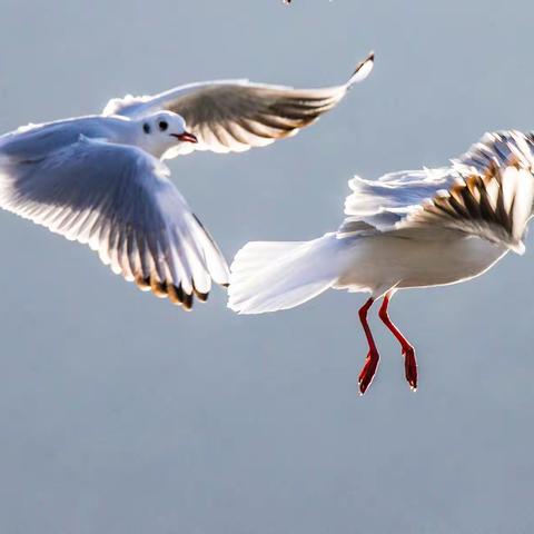 红了滇池，美了春城。 —海埂红嘴鸥
